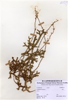 藏品(石松)的圖片